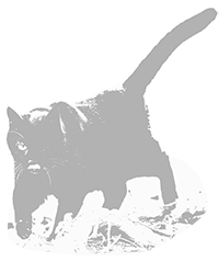 Share your cat's profile