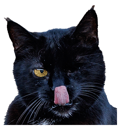 Vicky the Cat